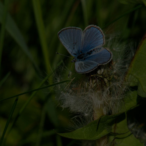 Silvery Blue