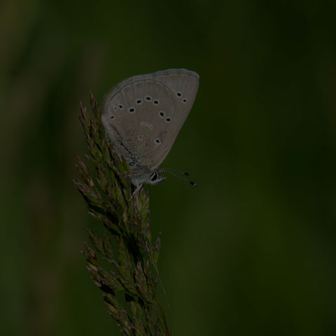 Silvery Blue