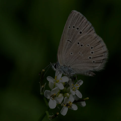 Silvery Blue