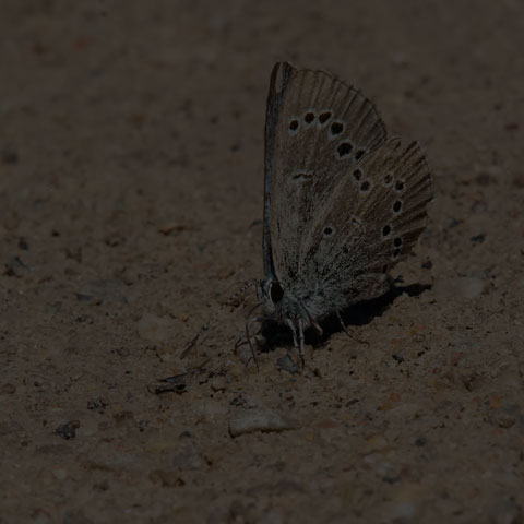 Silvery Blue