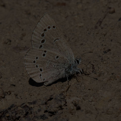 Silvery Blue