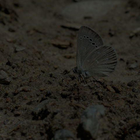 Silvery Blue