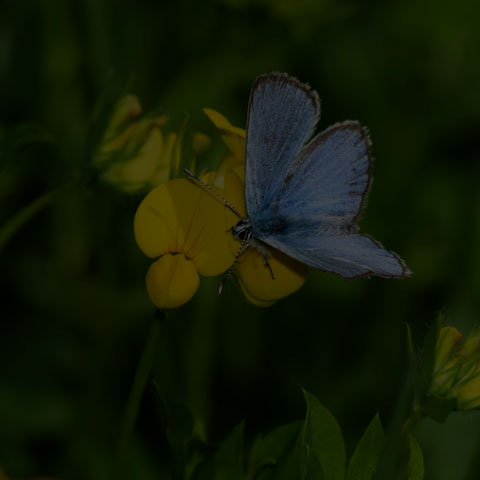 Silvery Blue