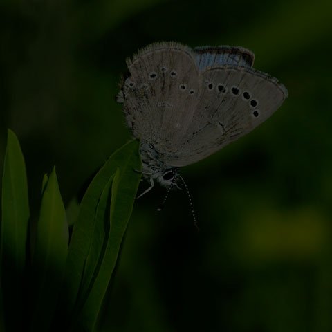 Silvery Blue