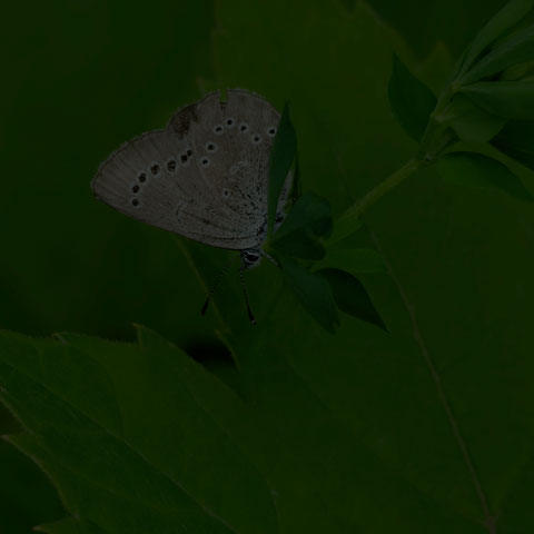 Silvery Blue