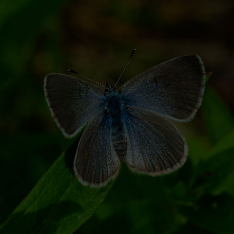 Silvery Blue