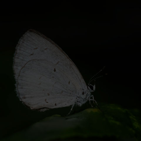 Summer Azure