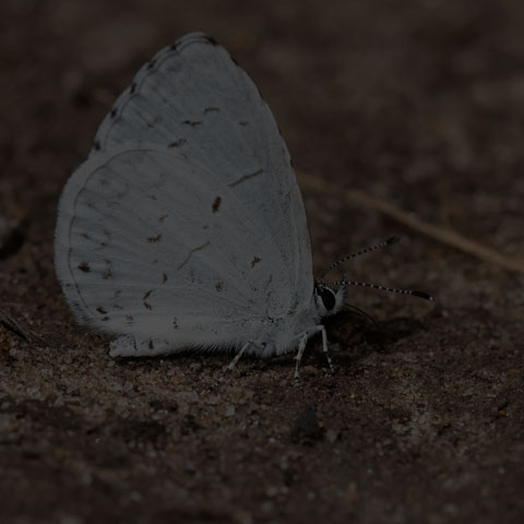 Summer Azure