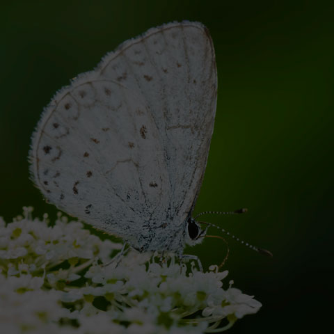 Summer Azure