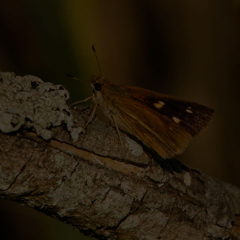Broad-winged Skipper