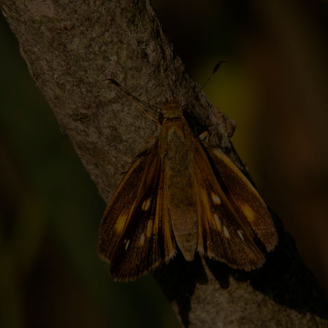 Broad-winged Skipper