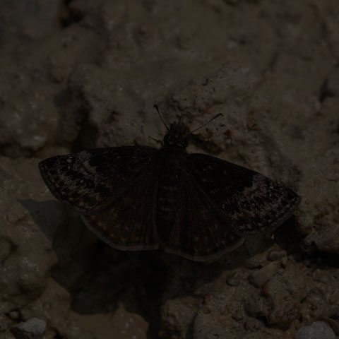Columbine Duskywing