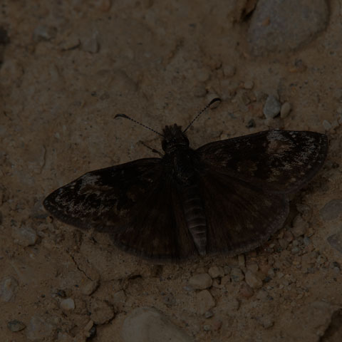 Columbine Duskywing