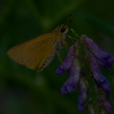 Delaware Skipper