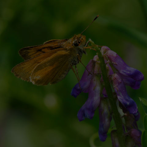 Delaware Skipper
