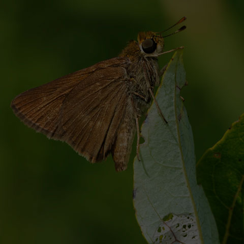 Dun Skipper