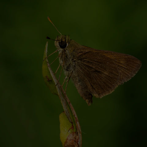 Dun Skipper