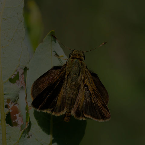 Dun Skipper