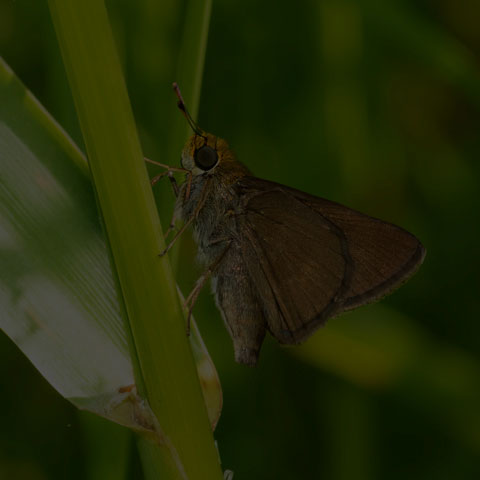 Dun Skipper