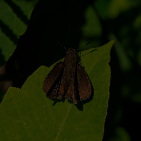 Dun Skipper