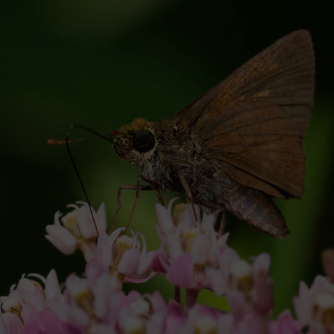 Dun Skipper