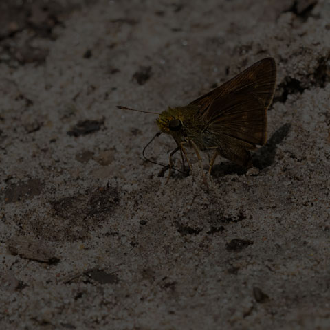 Dun Skipper