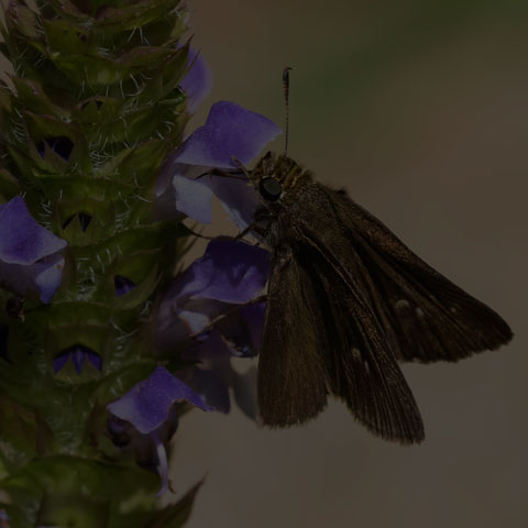Dun Skipper