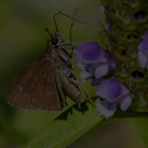 Dun Skipper