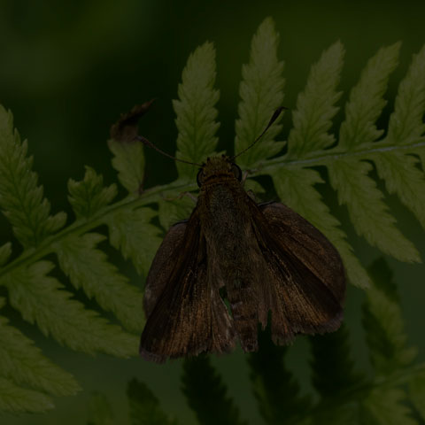 Dun Skipper
