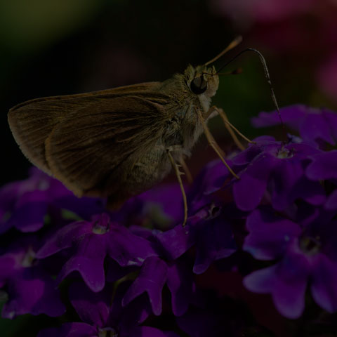 Dun Skipper