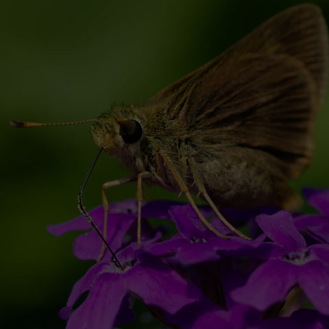 Dun Skipper