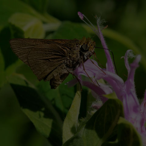 Dun Skipper