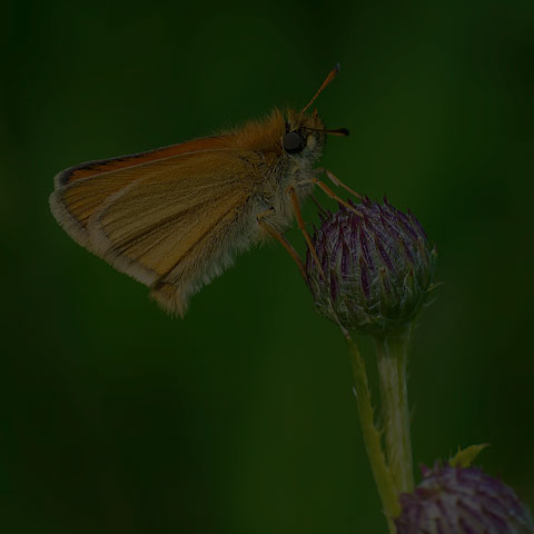 European Skipper