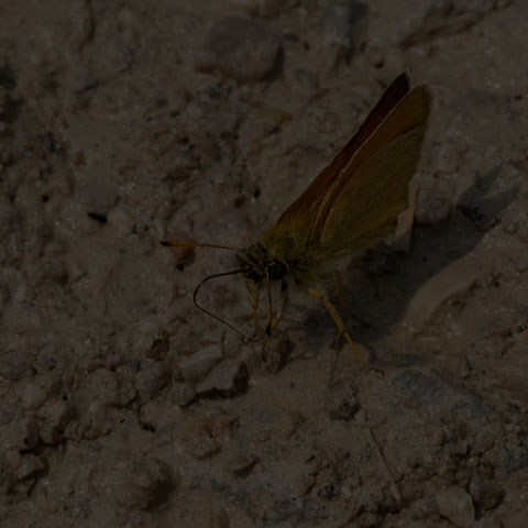 European Skipper