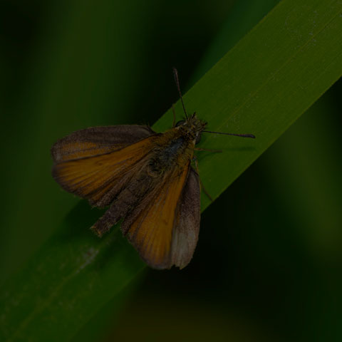 European Skipper