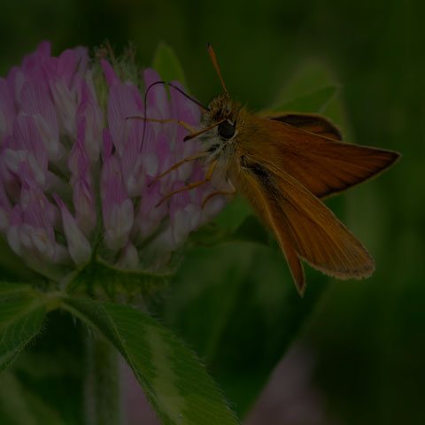 European Skipper