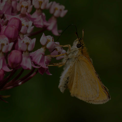 European Skipper