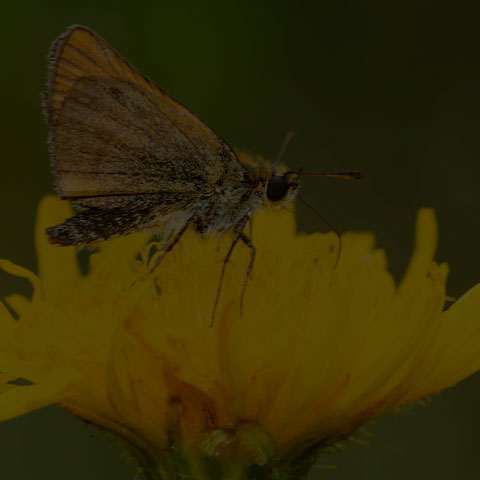 European Skipper