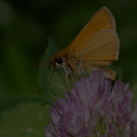 European Skipper