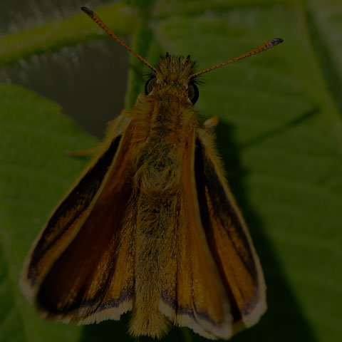 European Skipper