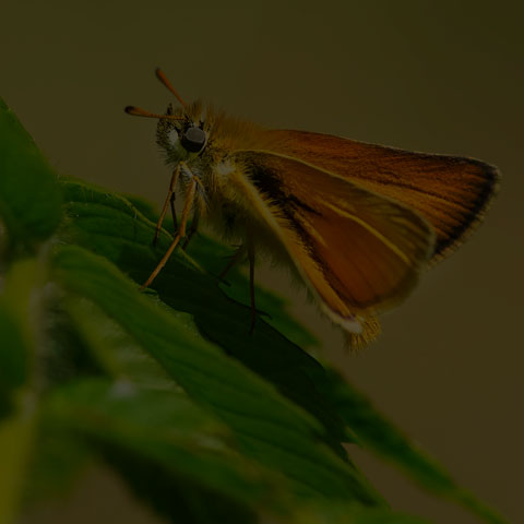 European Skipper