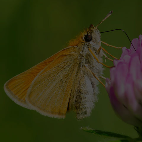 European Skipper