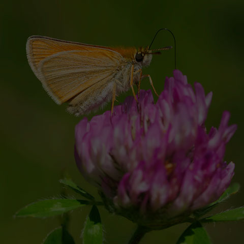 European Skipper