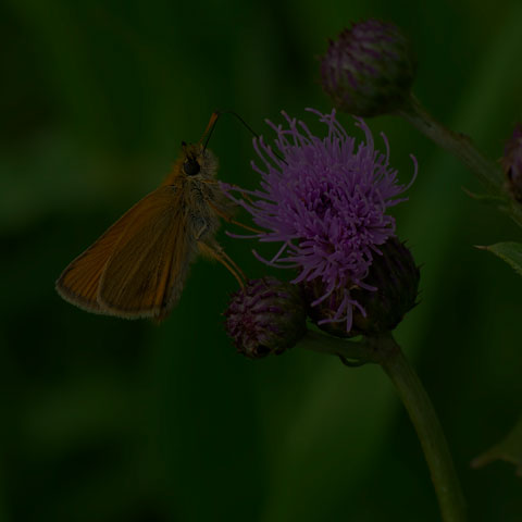 European Skipper