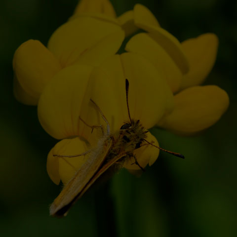 European Skipper