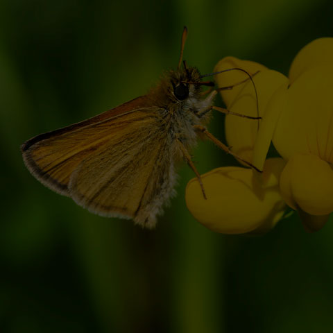 European Skipper