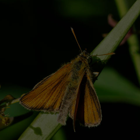 European Skipper