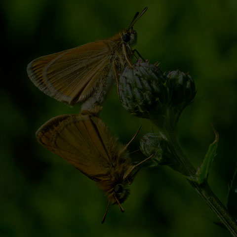 European Skipper