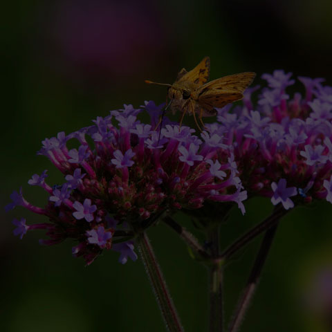 Fiery Skipper
