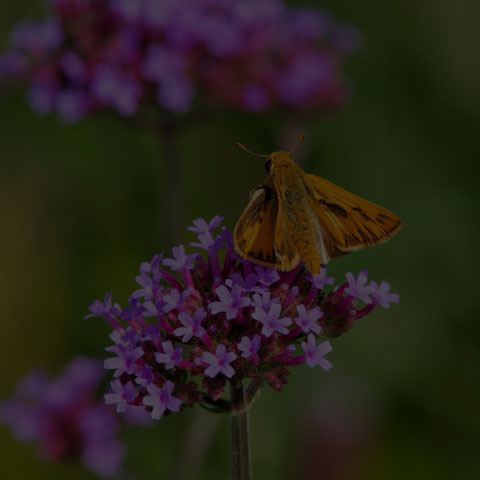 Fiery Skipper